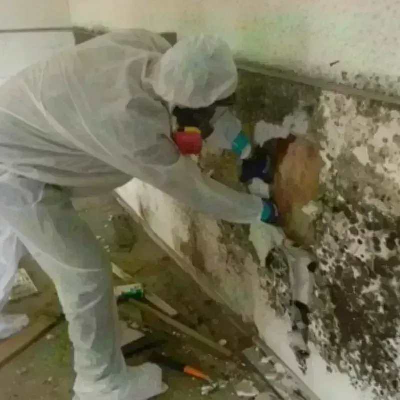 Mold Remediation and Removal in Frederick, OK